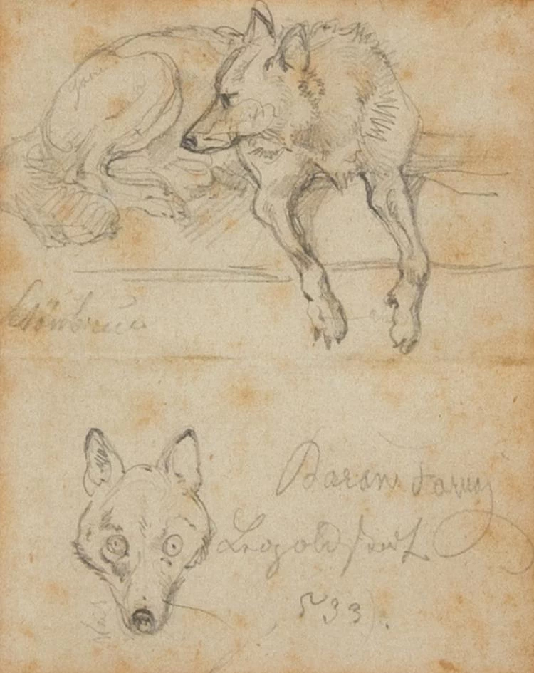 Studio di cane